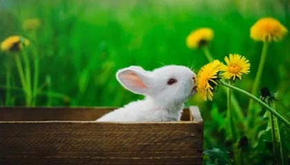 kaiyun 开云体育-张三归队，球队声势大涨迎战CBA新赛季，张三贴吧